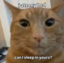 :cat_bed