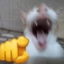 :cat_l